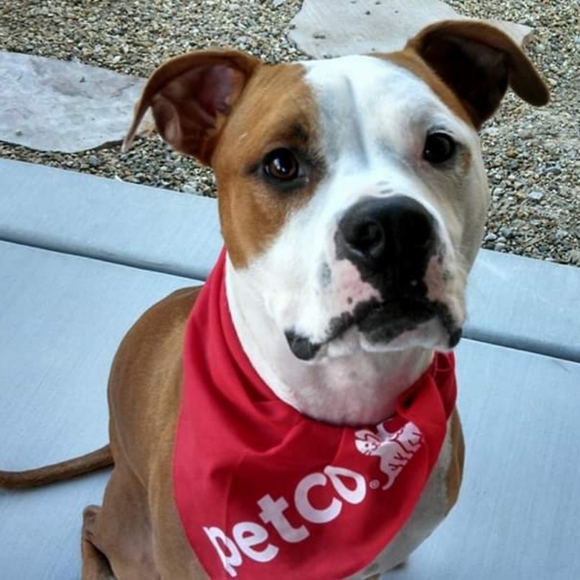 Meet your Posher, Lisa - Picture 1 of 2